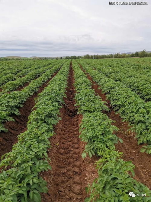 組培室生產(chǎn)規(guī)模如何確定