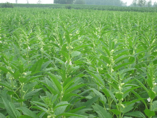 古話說夏至不適宜播種,這幾種農(nóng)作物過了最佳時期,沒有必要種植