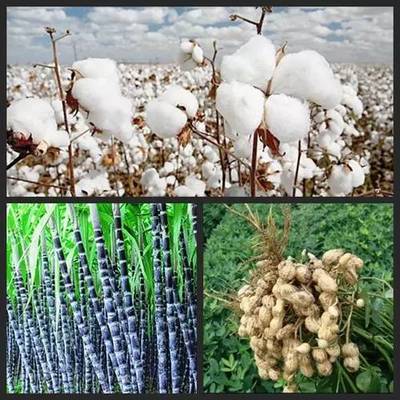 參透農業部2016年種植業工作部署,保你種地有盼頭!