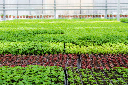 河姆渡人種植什么農(nóng)作物