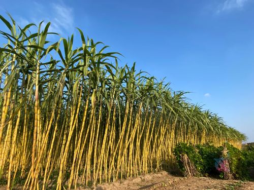 殘酷 吃的,也被卡脖子 國家真是操碎了心